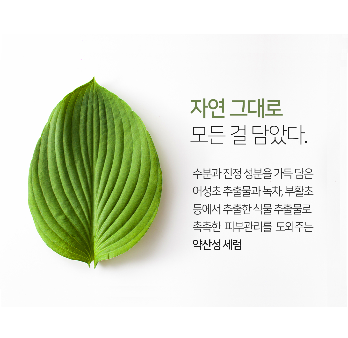 어성초 세럼