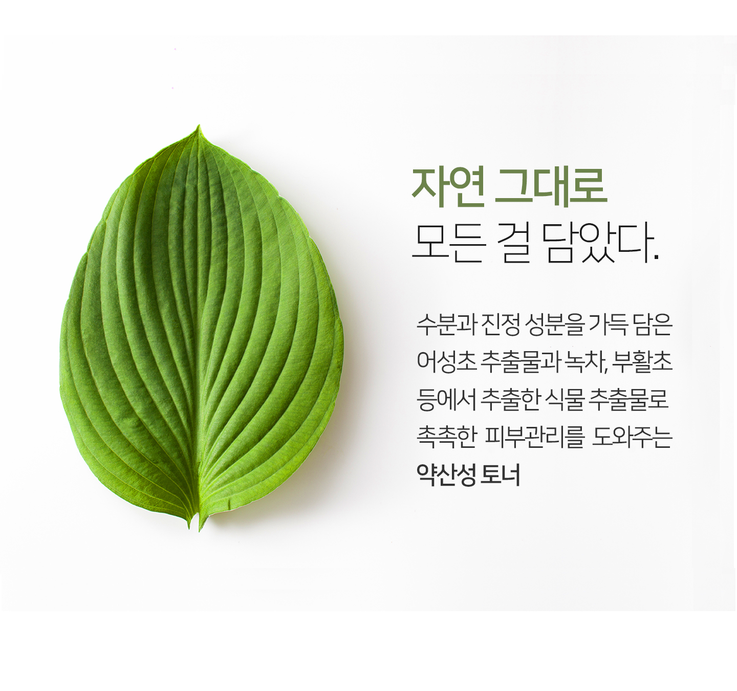 어성초 토너